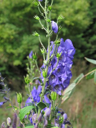 Aconitum carmichaelli 'Arendsii'