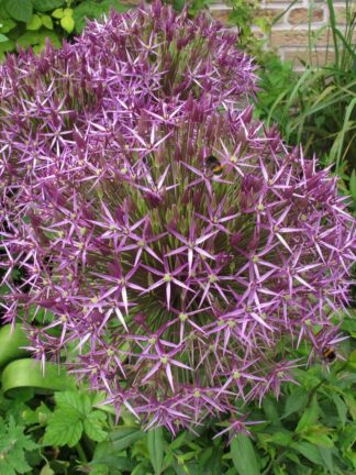 Allium christophii