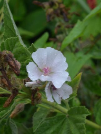 Althea officinalis