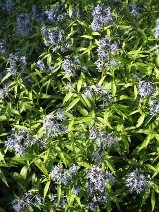 Amsonia ciliata (p11)