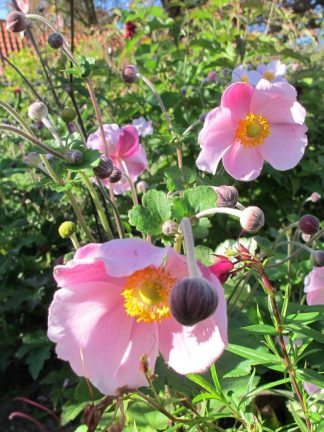 Anemone x hybrida 'Richard Ahrens'