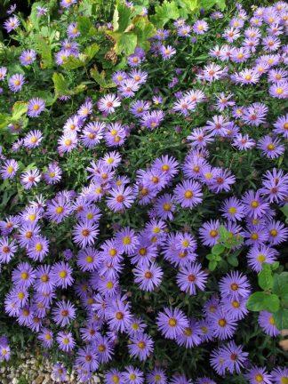 Aster (D) 'Blaue Gletscher'