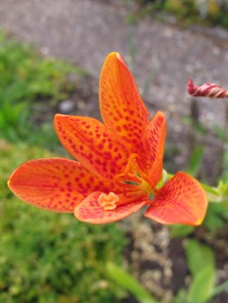 Belemcanda chinensis