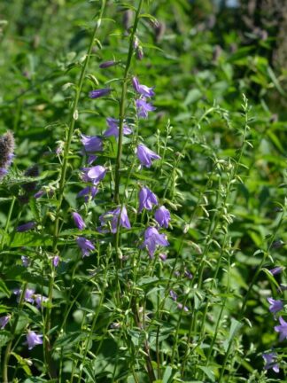 Campanula latifolia