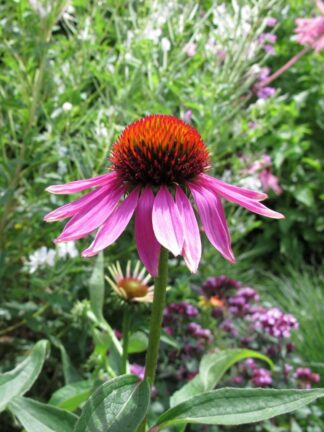 Echinacea purpurea