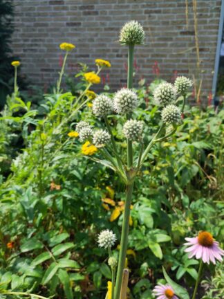 Eryngium yuccifolium