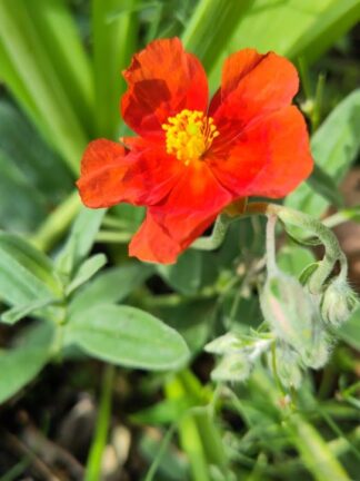 Helianthemum 'Henfield Brilliant'