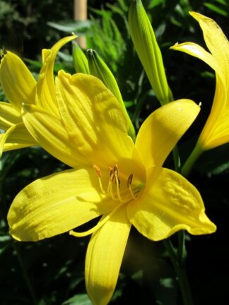 Hemerocallis lilioasphodelus