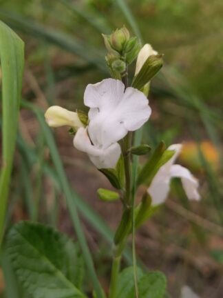 Salvia microphyla 'Gletscher'