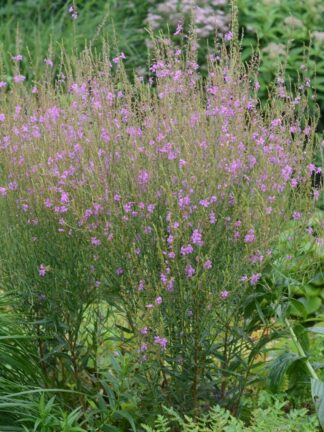 Lythrum virgatum 'Helène'