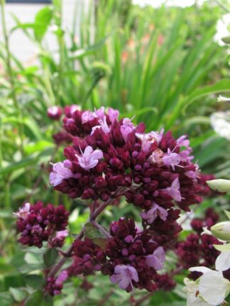 Origanum 'Rosenkuppel'