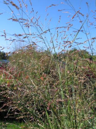 Panicum virgatum 'Northwind' (p11)