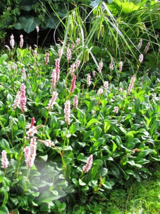 Persicaria affinis