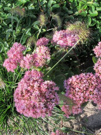 Sedum telephium 'Seduction Green-Pink'