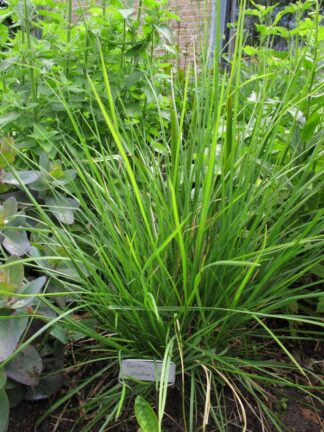 Sesleria autumnalis (p11)
