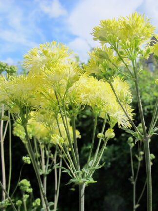 Thalictrum lucidum