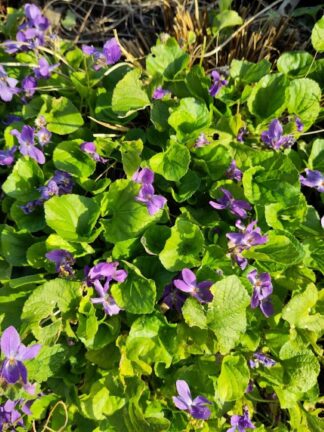 Viola odorata